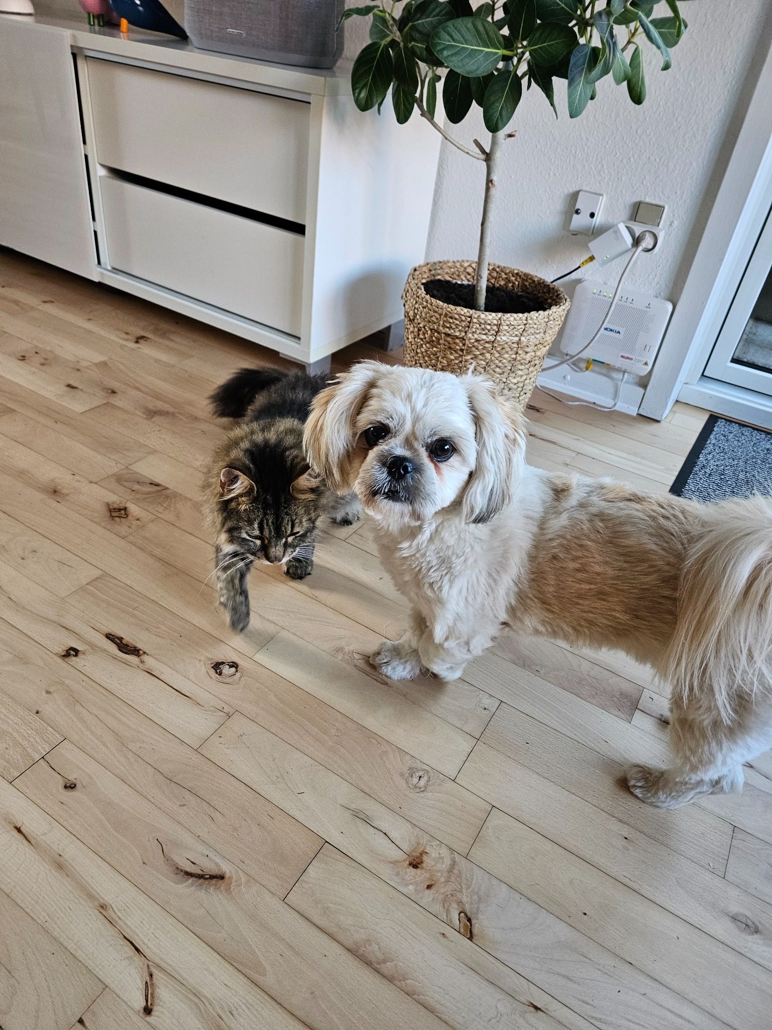 Vores hund og kat sammen derhjemme